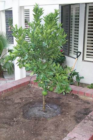 Our first orange tree