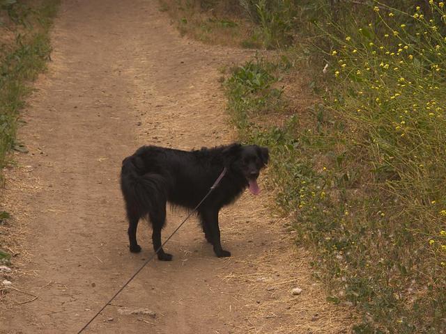 Doggie hiking