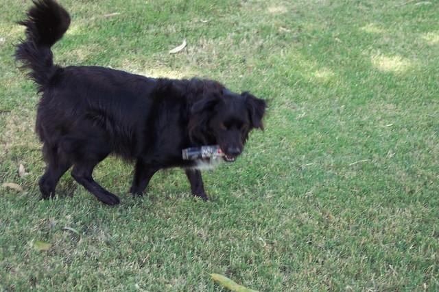 Stealing a sprinkler head