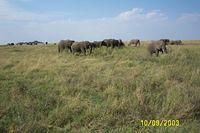 tz_photos0046.jpg