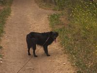 Doggie hiking