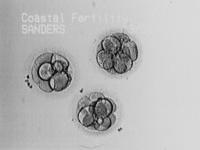 3/31/05
Those are some good looking embryos