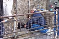 Someone kissing the Blarney Stone